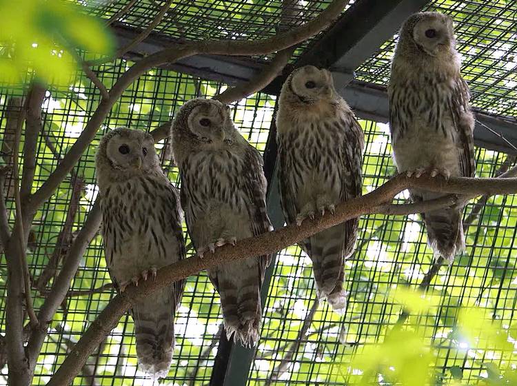 W24-Bezirksflash: Habichtskäuzchen ausgewildert