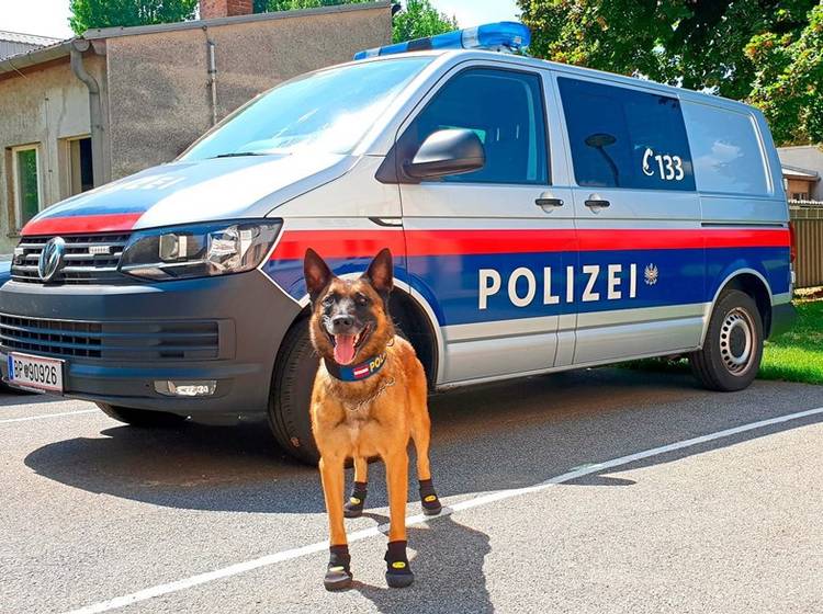 Polizeihund fand vermissten Pensionisten