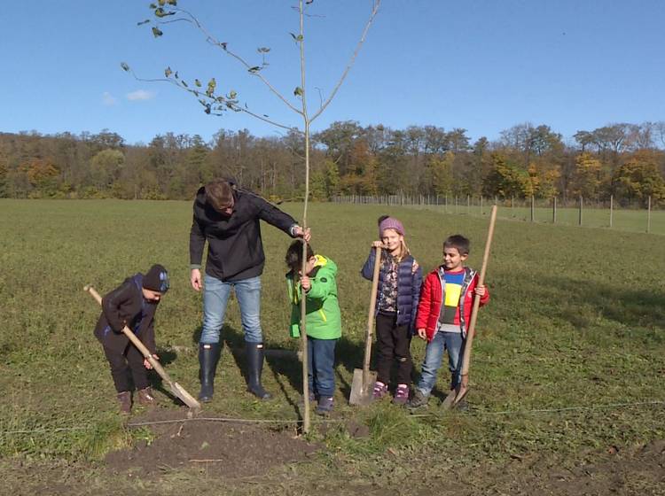 "Kultur-Bäume": Langlebige Linden für Lainz