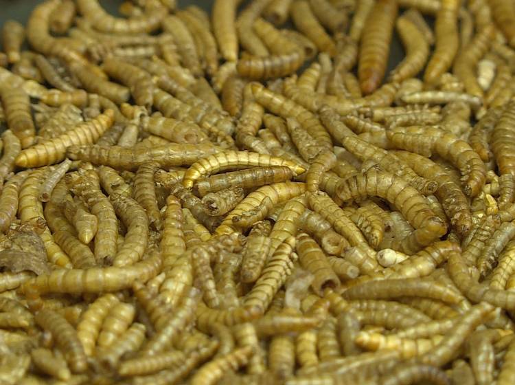 Future Food: Da ist der Wurm drinnen