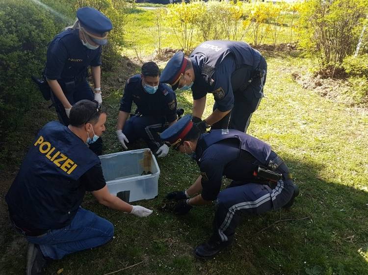 Enten-Familie von Wiener Polizei "aufgegriffen"