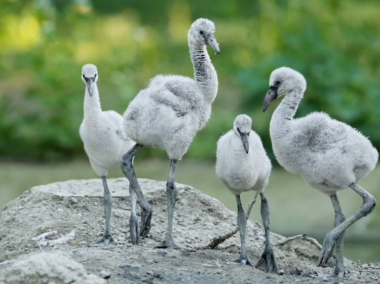 Nachwuchs bei Rosa Flamingos in Schönbrunn