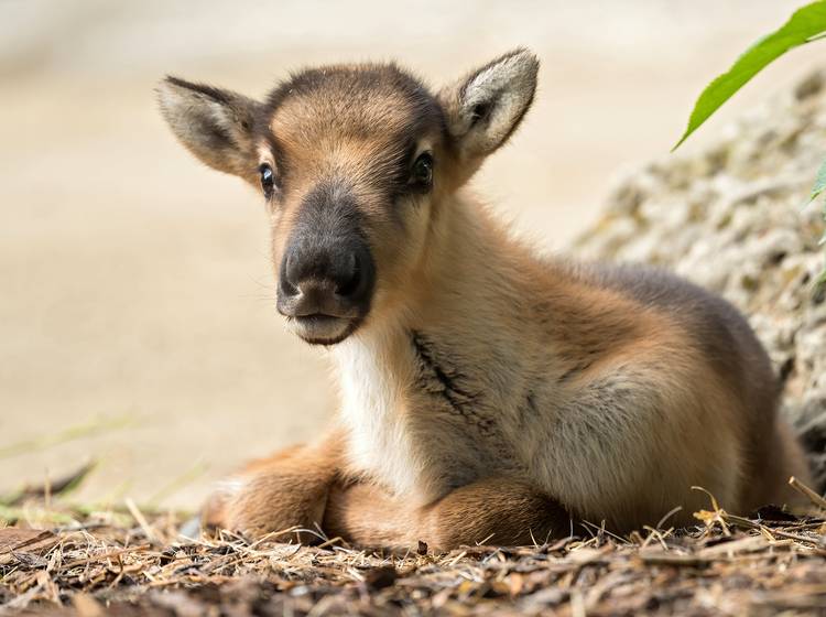 Schönbrunn: Rentier-Babys zur Wiedereröffnung