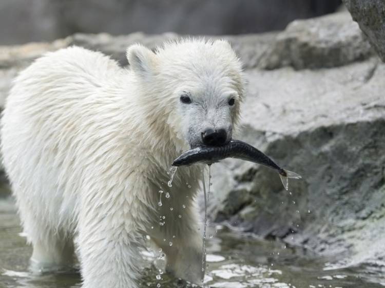 Schönbrunn-Tiere künftig ohne Namen