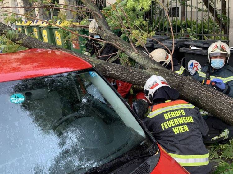 W24-Bezirksflash: Mann von Baum begraben