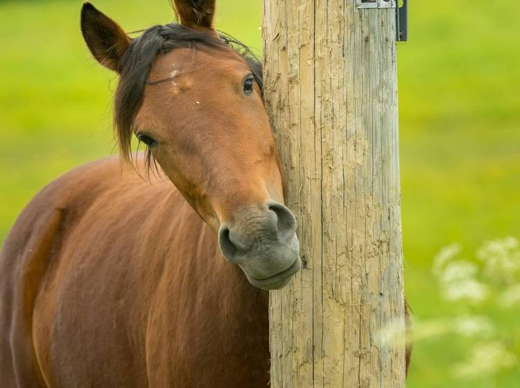 Freudenau: Mann verging sich an Pferd