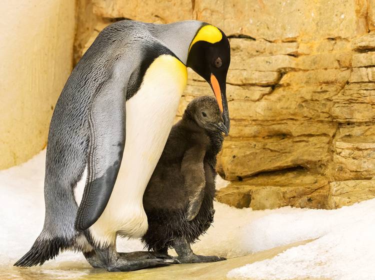 Königspinguin-Küken im Tiergarten Schönbrunn