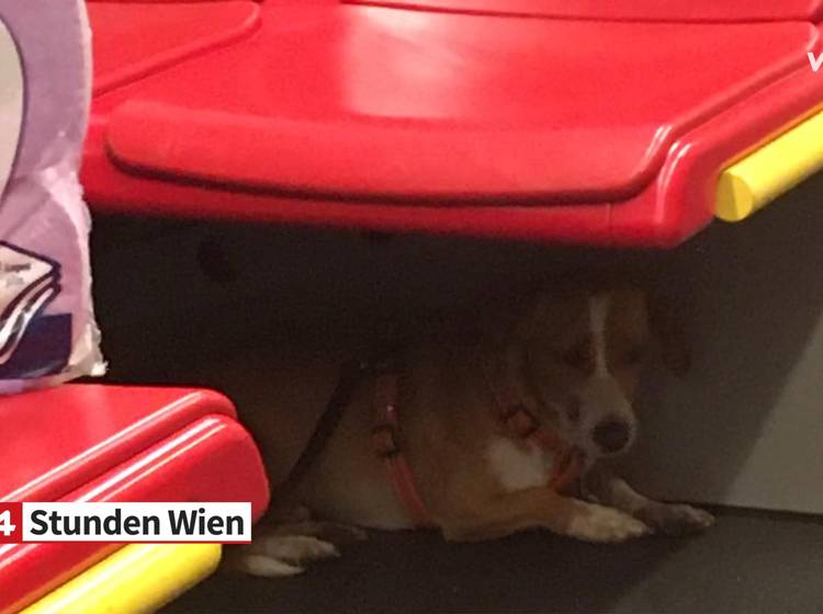 Aufregung um Tierquälerei in U4