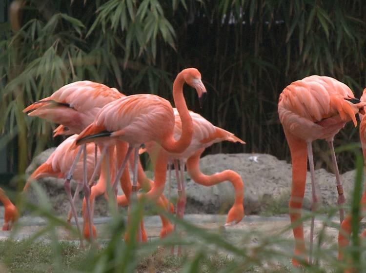 Tiergarten Schönbrunn wird ausgebaut