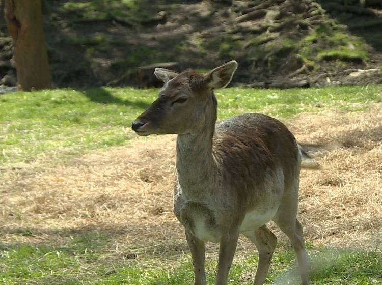 Lainzer Tiergarten: Kobald will Öffnung