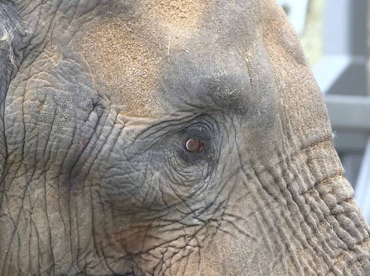 Elefantenbulle "Tembo" zieht in Schönbrunn ein