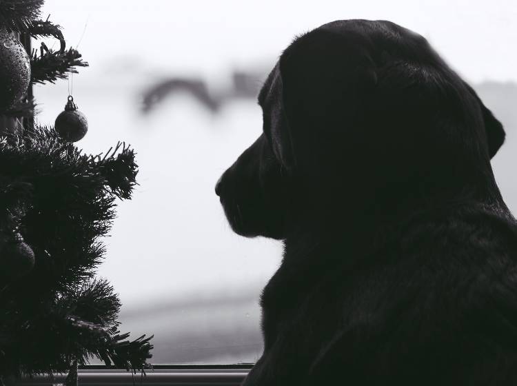 Kaum Lust auf stimmungsvolles Weihnachten