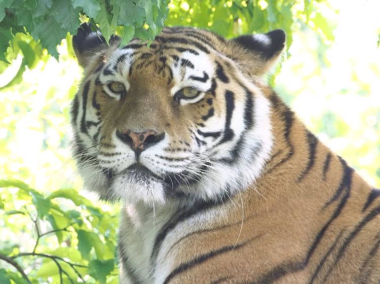 Bezirksflash: Neuer Tiger in Schönbrunn