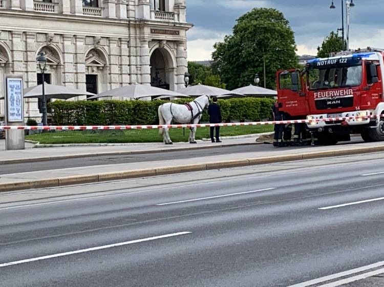 Mahnwache für verstorbenes Fiaker-Pferd