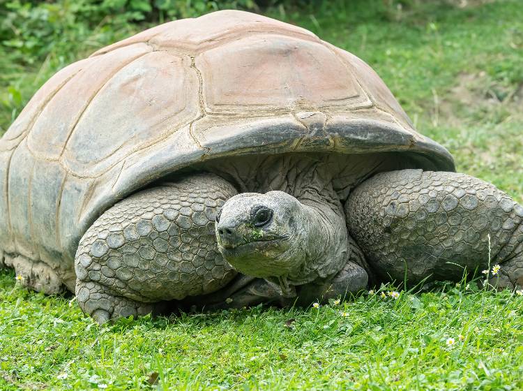 Riesenschildkröte "Schurli" gestorben