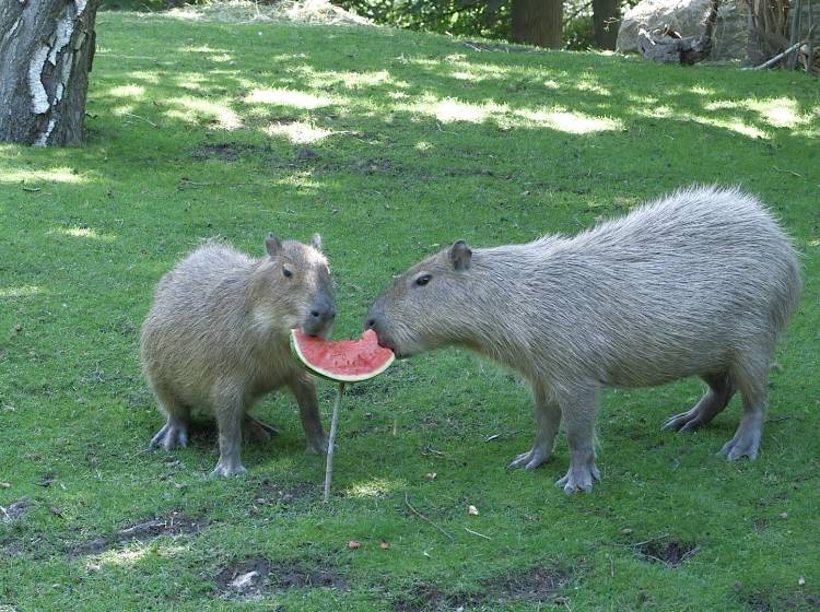 Bezirksflash: Welttag der Wassermelone