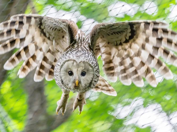 Bezirksflash: Abenteuer Wildnis