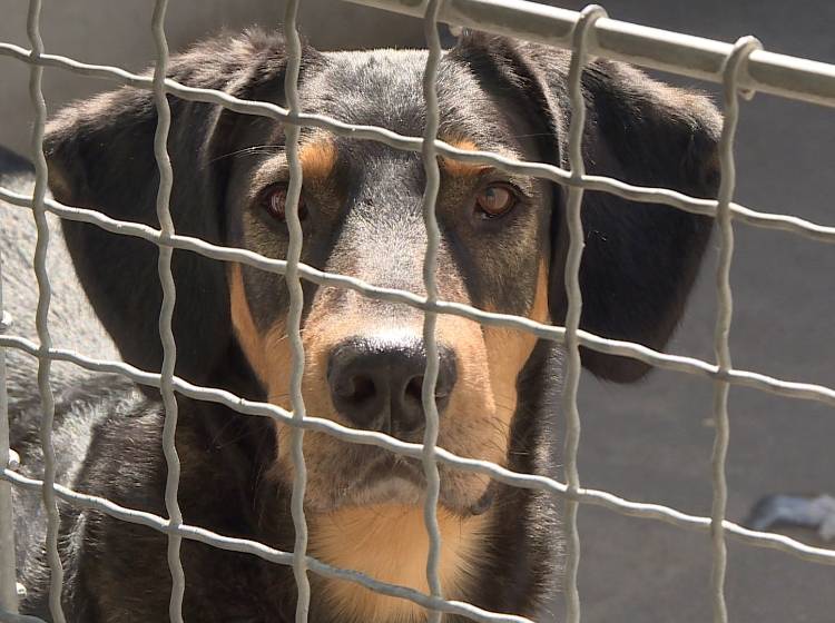 "Bark Date":  Tierschutzhunde suchen ein neues Zuhause