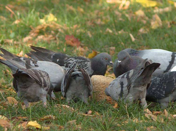 Reumannplatz: Tauben-Fütterungen als Aufreger