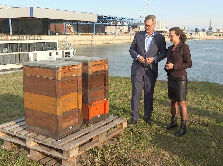 Bienen am Hafen Wien