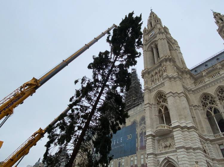 Rathausplatz: Christbaum ist angekommen