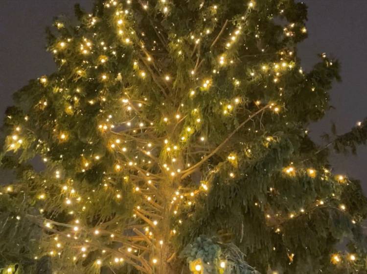 Christbaum am Rathausplatz illuminiert