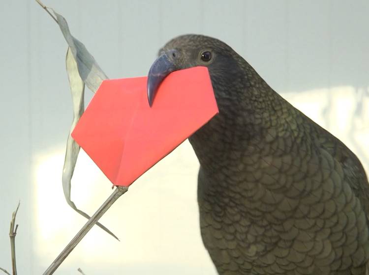 Papierherzen für Vögel in Schönbrunn