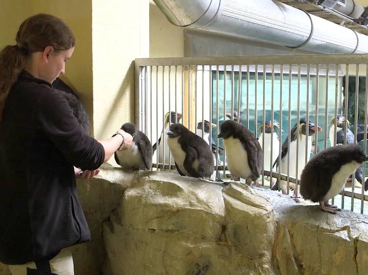 Felsenpinguin-Kindergarten in Schönbrunn