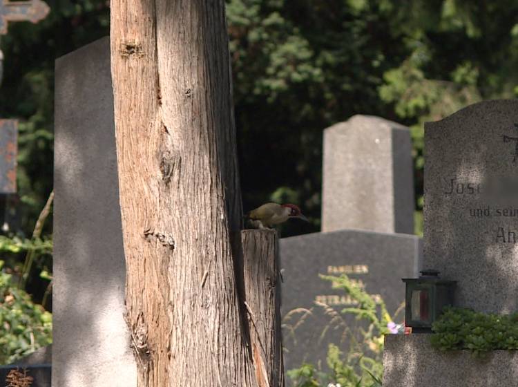 Wildes Wien am Zentralfriedhof