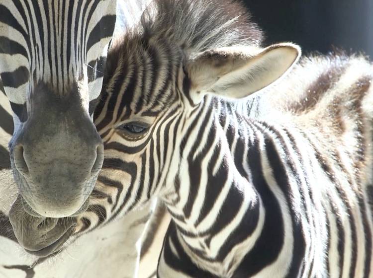 Zebra-Nachwuchs im Tiergarten Schönbrunn