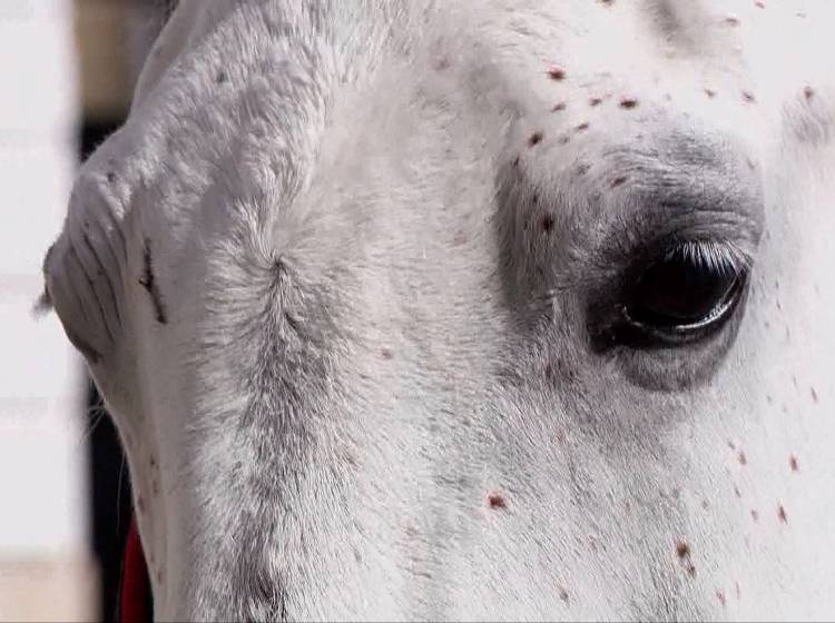 Fiaker: "Tiere werden bestmöglich betreut"