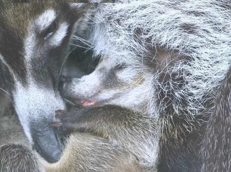 Nasenbär-Nachwuchs in Schönbrunn