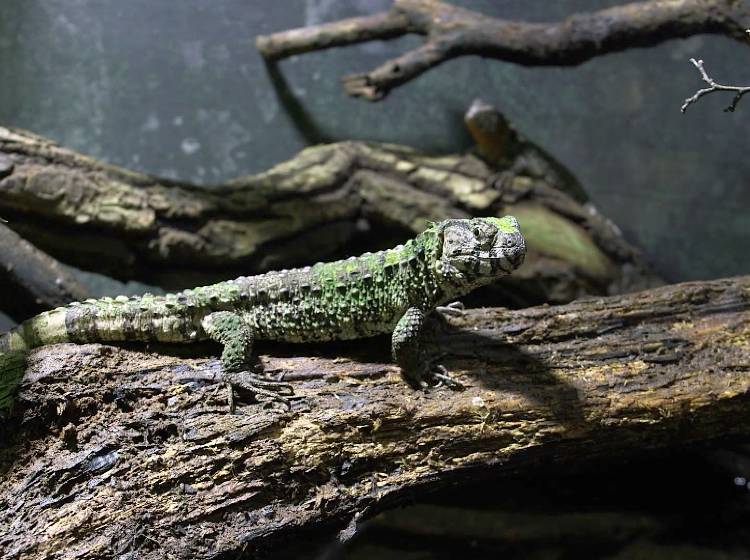 Artenschutztage für mehr Bewusstsein im Zoo