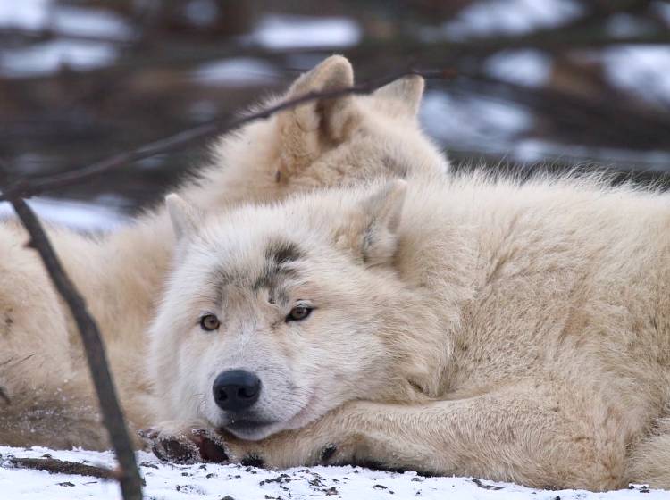 Tierische Freude über Schnee im Tiergarten