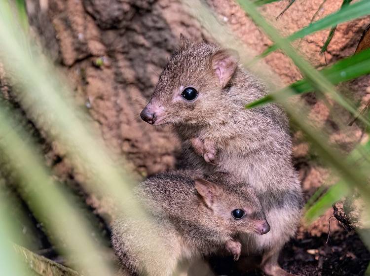 Bezirksflash: Herziger Nachwuchs im Haus des Meeres