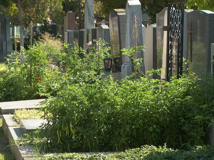 Matzleinsdorfer Friedhof: Gemüse aus dem Grab