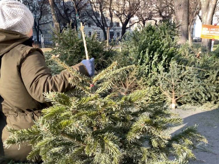 Christbaumsammelstellen bis 15. Jänner geöffnet