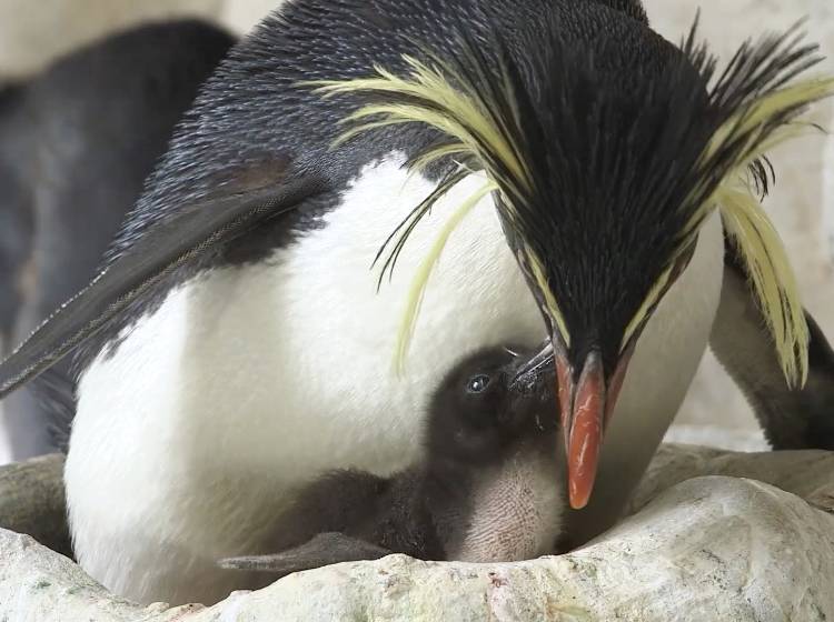 Valentinstag im Tiergarten Schönbrunn