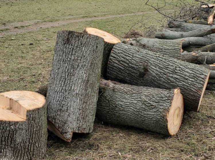 Auer-Welsbach-Park: 19 Bäume werden gefällt