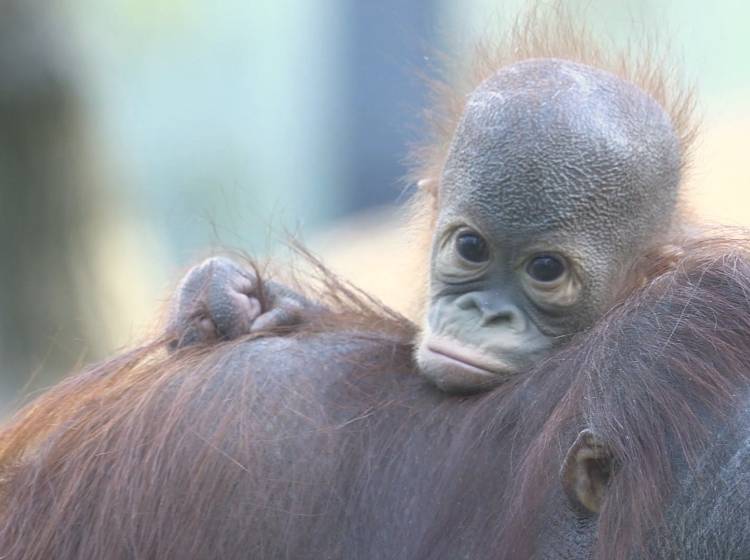 Bezirksflash: Besucheransturm auf den Tiergarten