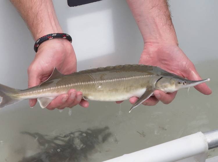 "Geht's den Stören gut, geht's dem Fluss gut"