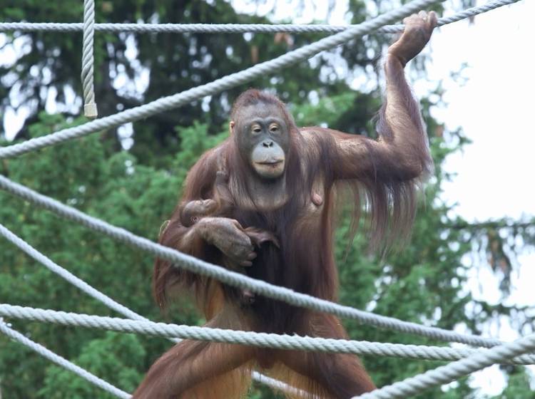 Schönbrunn: Orang Utan-Nachwuchs im Tiergarten