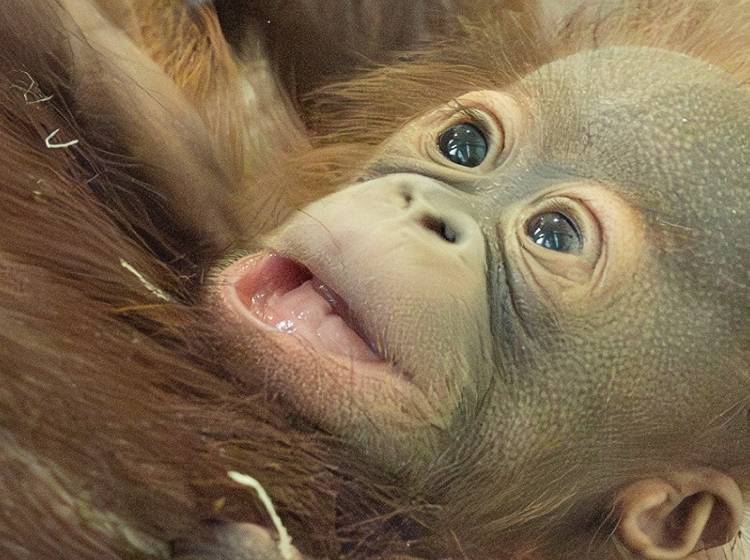 Schönbrunner Orang-Utan ist ein Weibchen