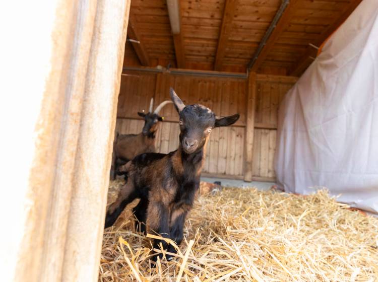 Bezirksflash: Süße Ziegenbabys am Rautenweg