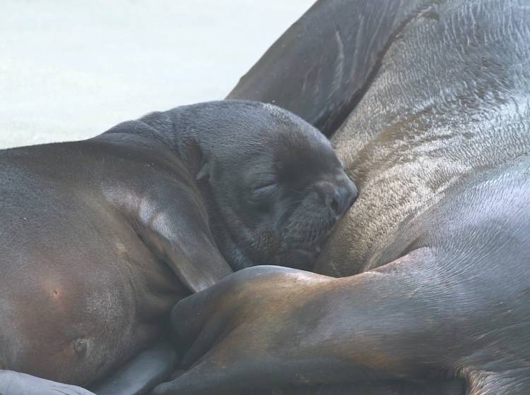 Putziges Robbenbaby als neuer Schönbrunn-Star