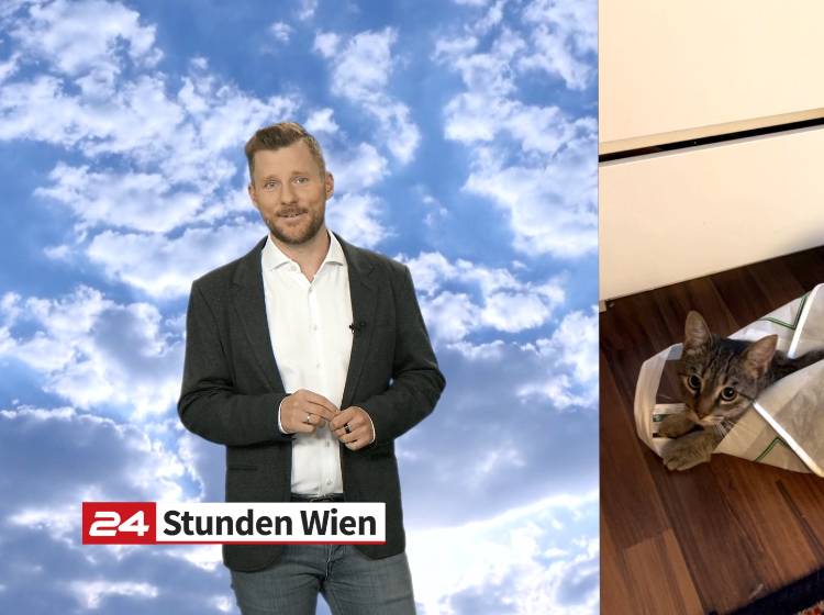 Wetter zum Verkriechen am Welt-Katzen-Tag