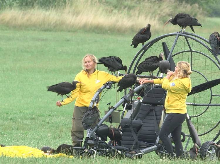 Tiergarten Schönbrunn: Waldrappen üben Fliegen