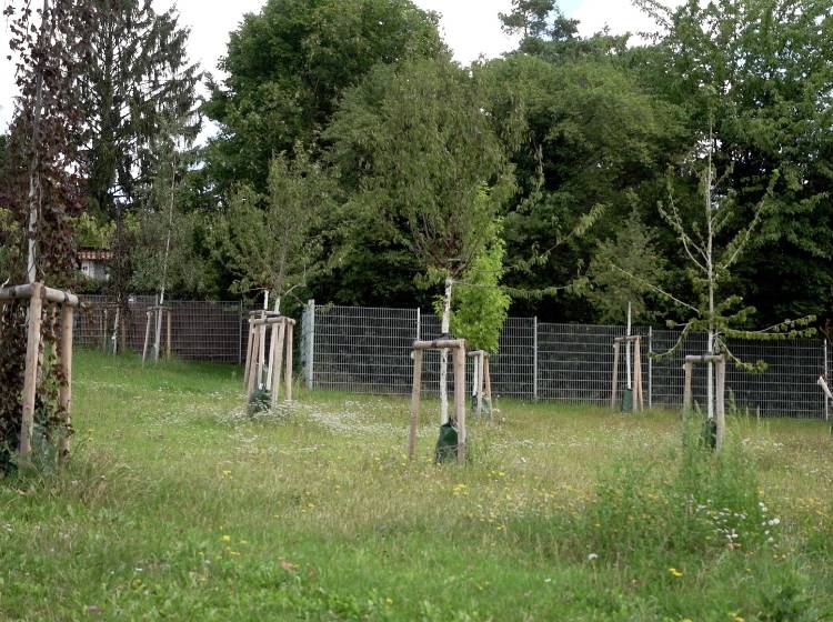 Waldfriedhof Hernals: Zurück zu den Wurzeln