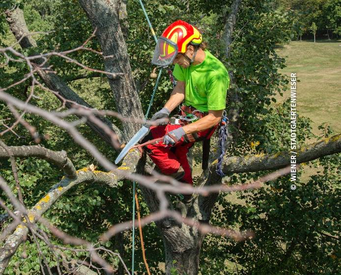 Mehr Baumkontrollen durch mehr Unwetter