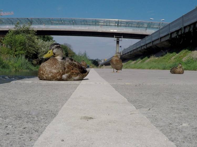 Wienfluss: Renaturierung als Zukunftsprojekt?